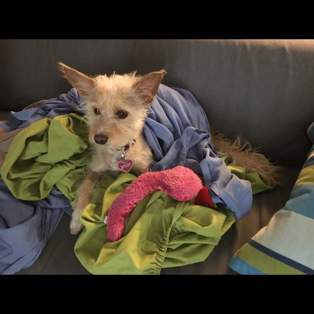 Little Bossy Girl - Picture 3 of 4
